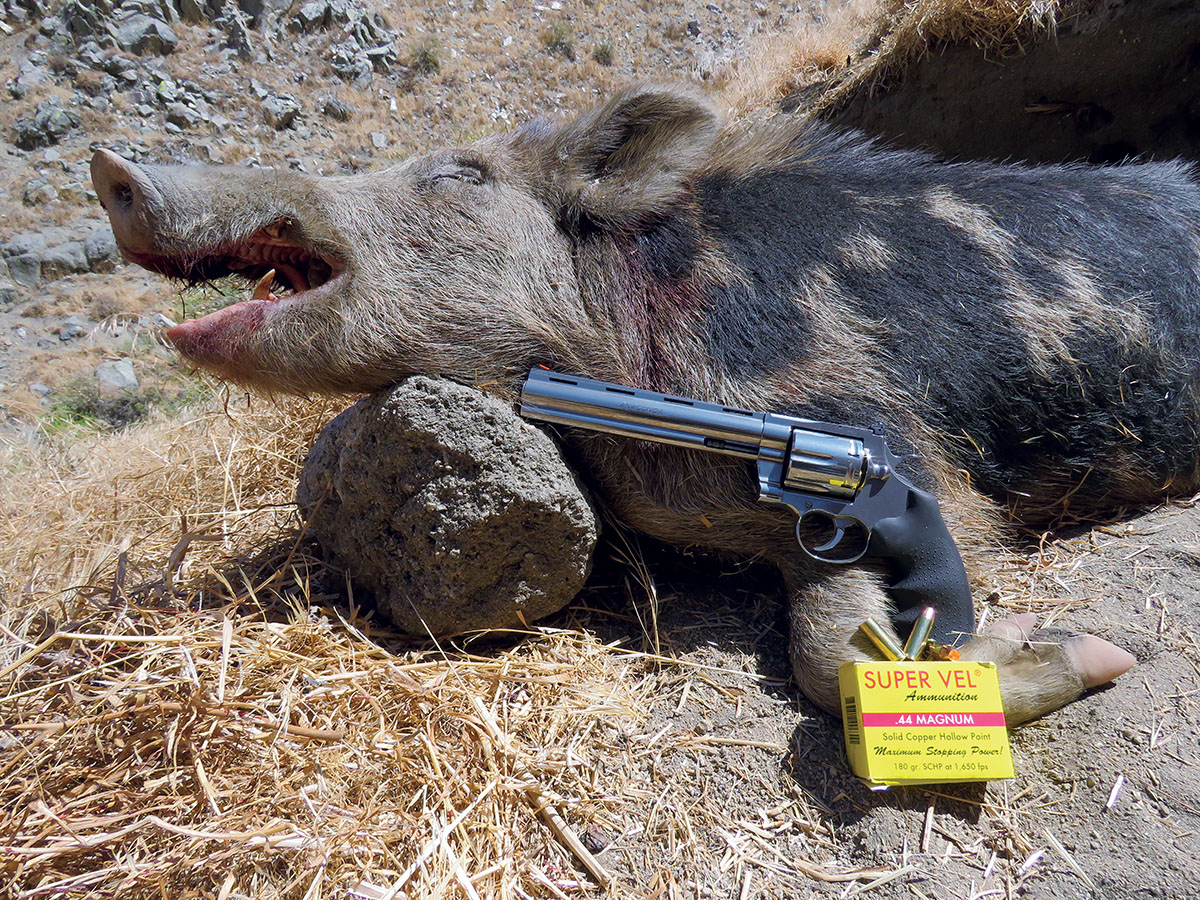 This central California boar thought the lead bullet ban somehow protected it from handgun hunters. This all-copper Super Vel 44 Magnum bullet launched from Colt’s new Anaconda convinced it otherwise.